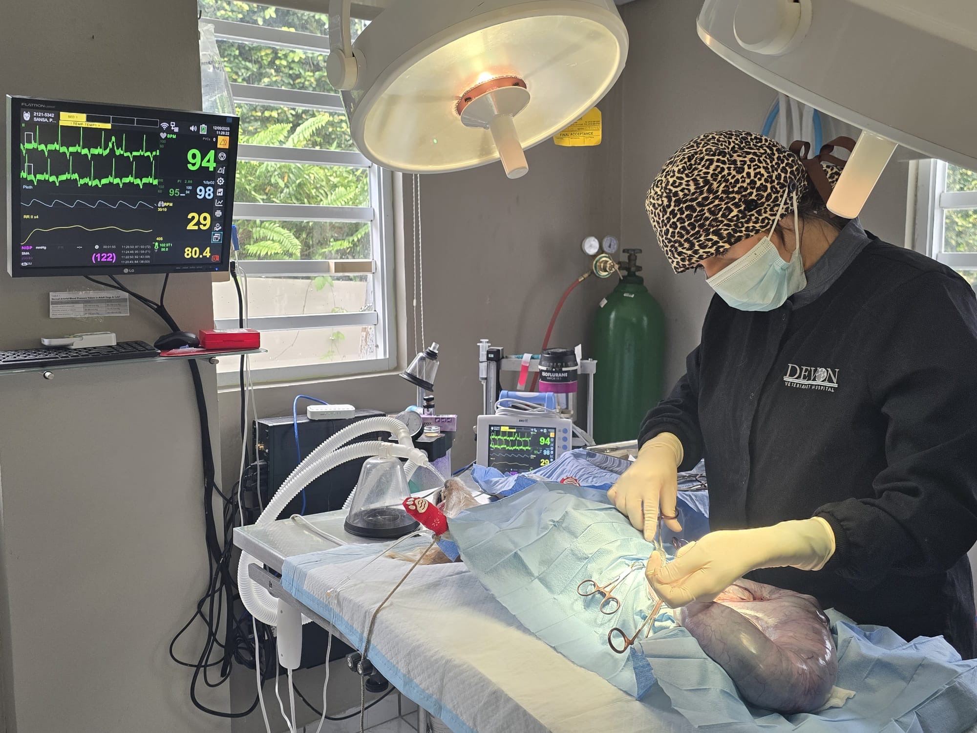 Procedimiento quirúrgico con monitoreo en Baldwin Animal Hospital