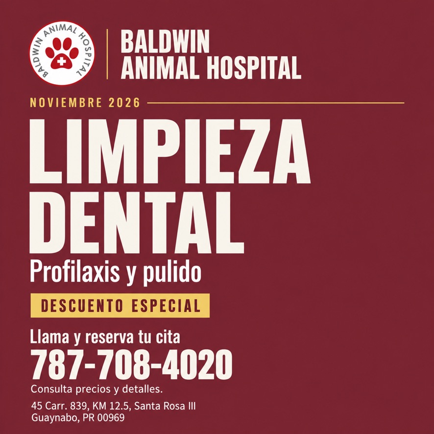 Limpieza dental en noviembre de 2026 en Baldwin Animal Hospital: descuento especial en profilaxis y pulido. Llama al 787-708-4020 para precios y citas.