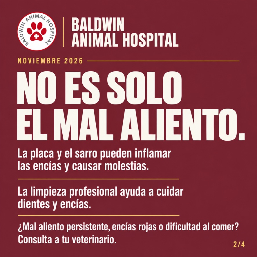 Información de Baldwin Animal Hospital sobre placa, sarro, encías y limpieza profesional.