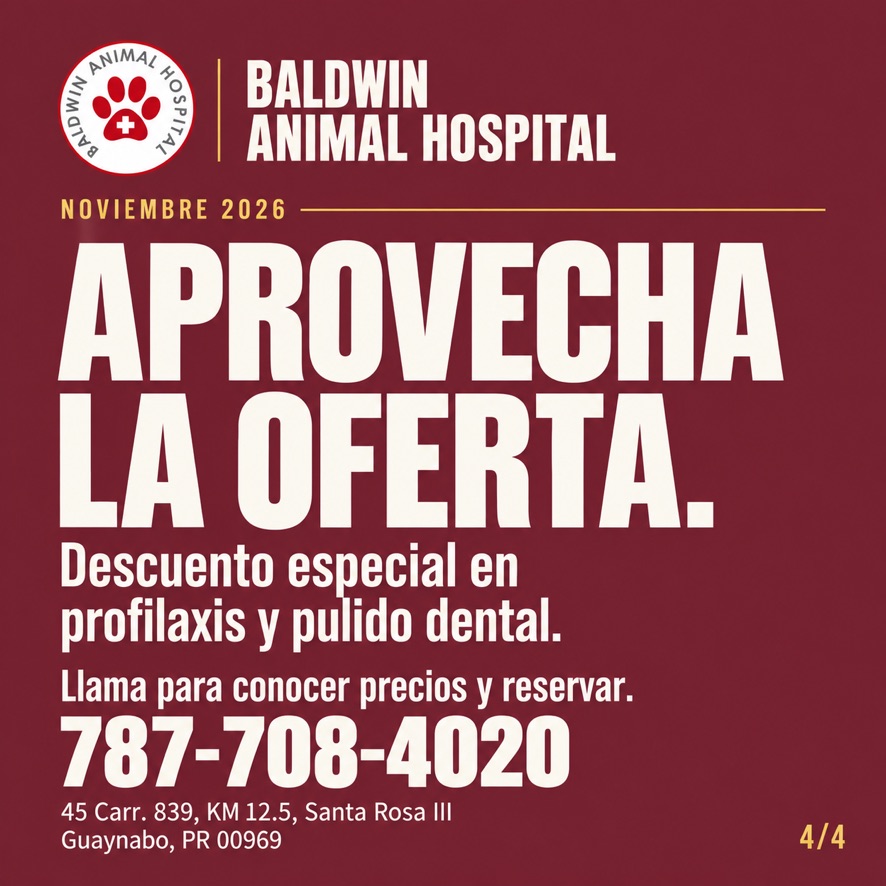 Oferta dental de noviembre de 2026 de Baldwin Animal Hospital. Llama al 787-708-4020 para conocer precios y reservar.